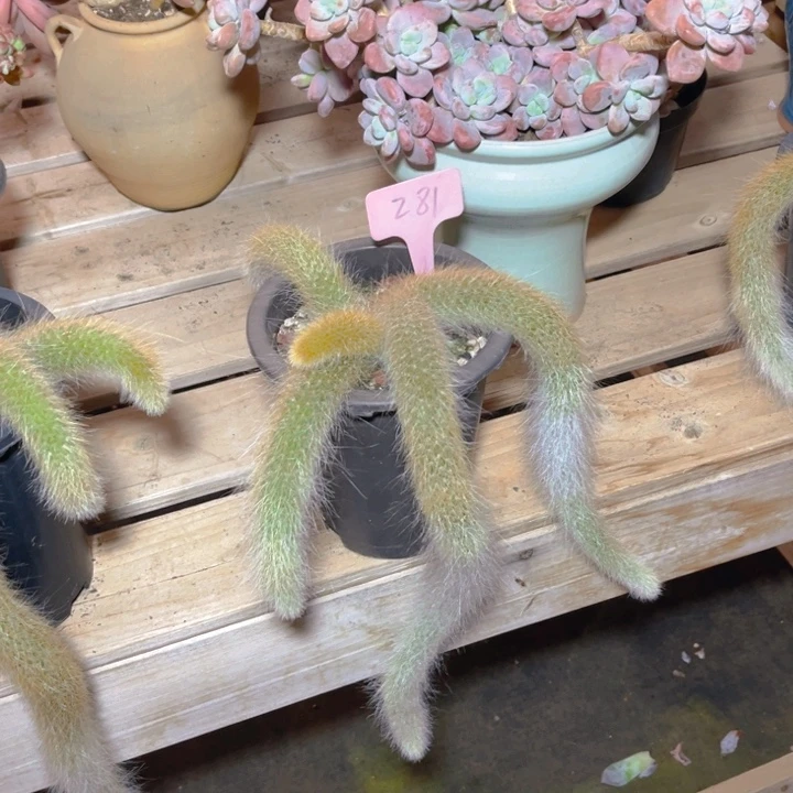 九尾狐多肉植物2 8 1