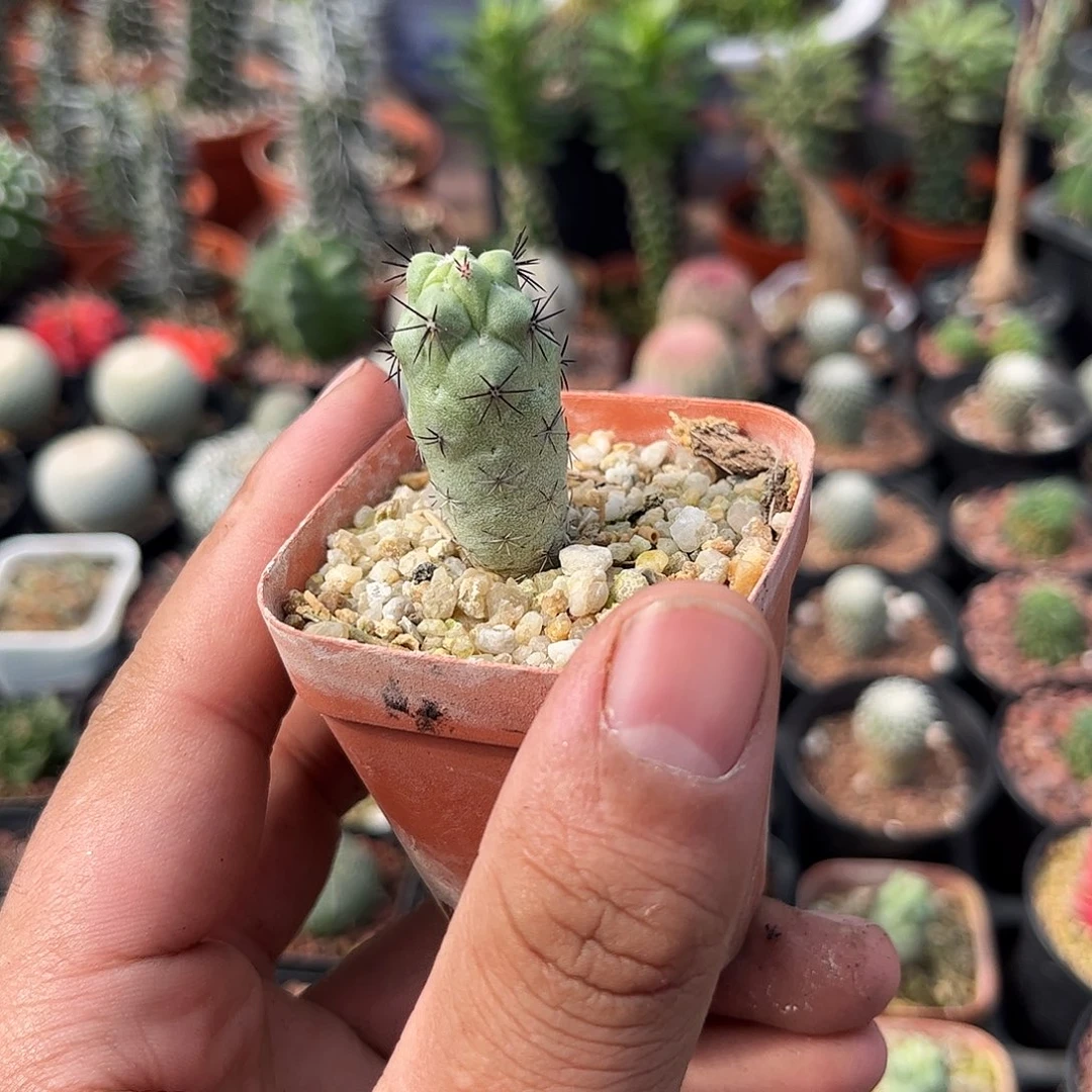 帝王丸单头发货单头发