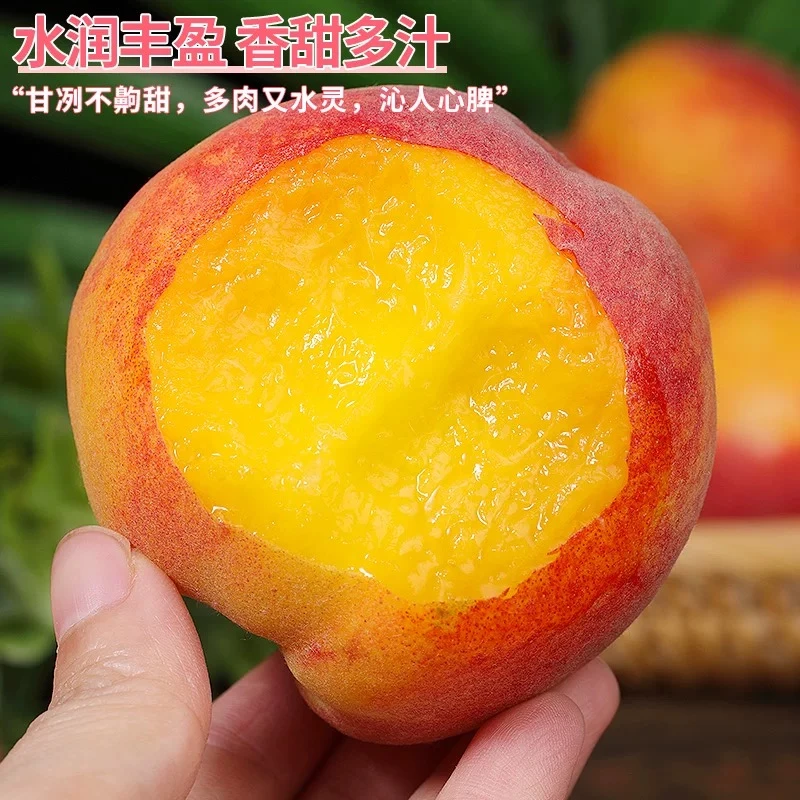 【酒窝书记】顺丰快递新鲜现摘彩虹黄桃水果当季新鲜露天脆甜桃子