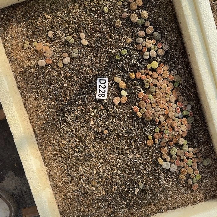 228脱土发货满20包邮