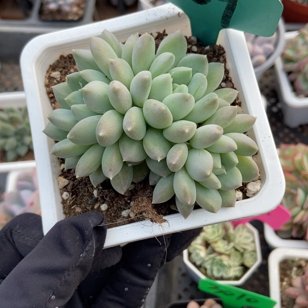 809奶糖多肉植物多肉