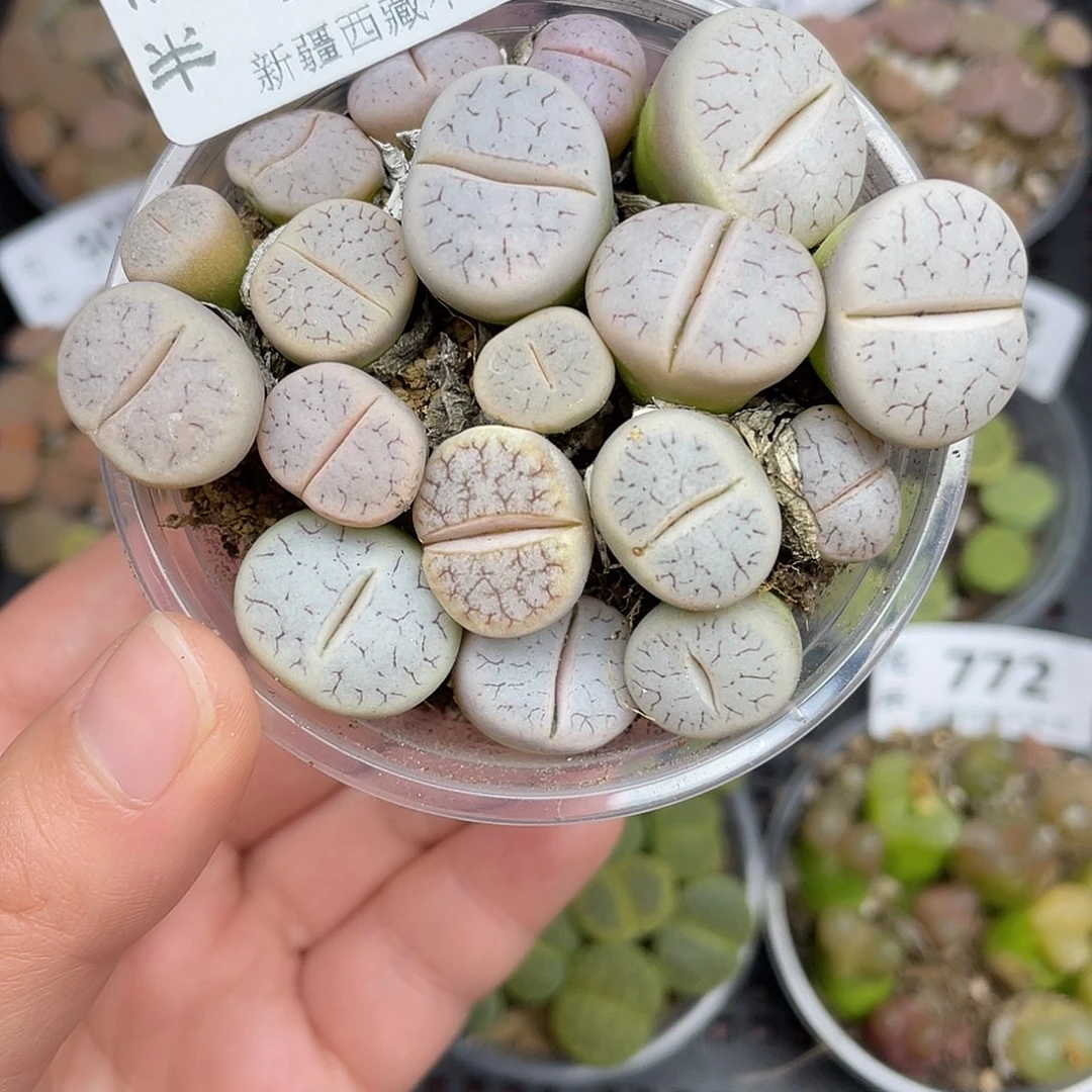 17200000花花花花花花花