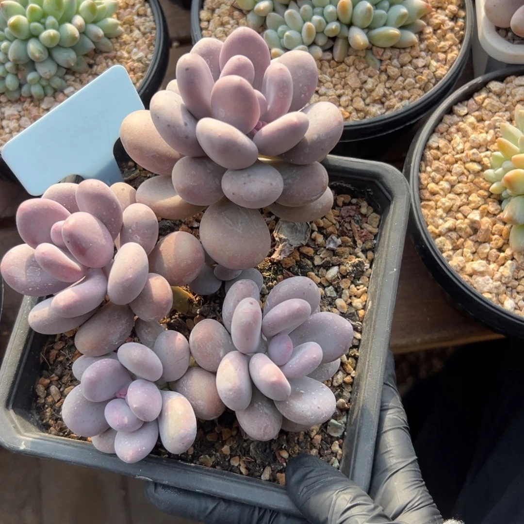 特价蛋黄奶111111111