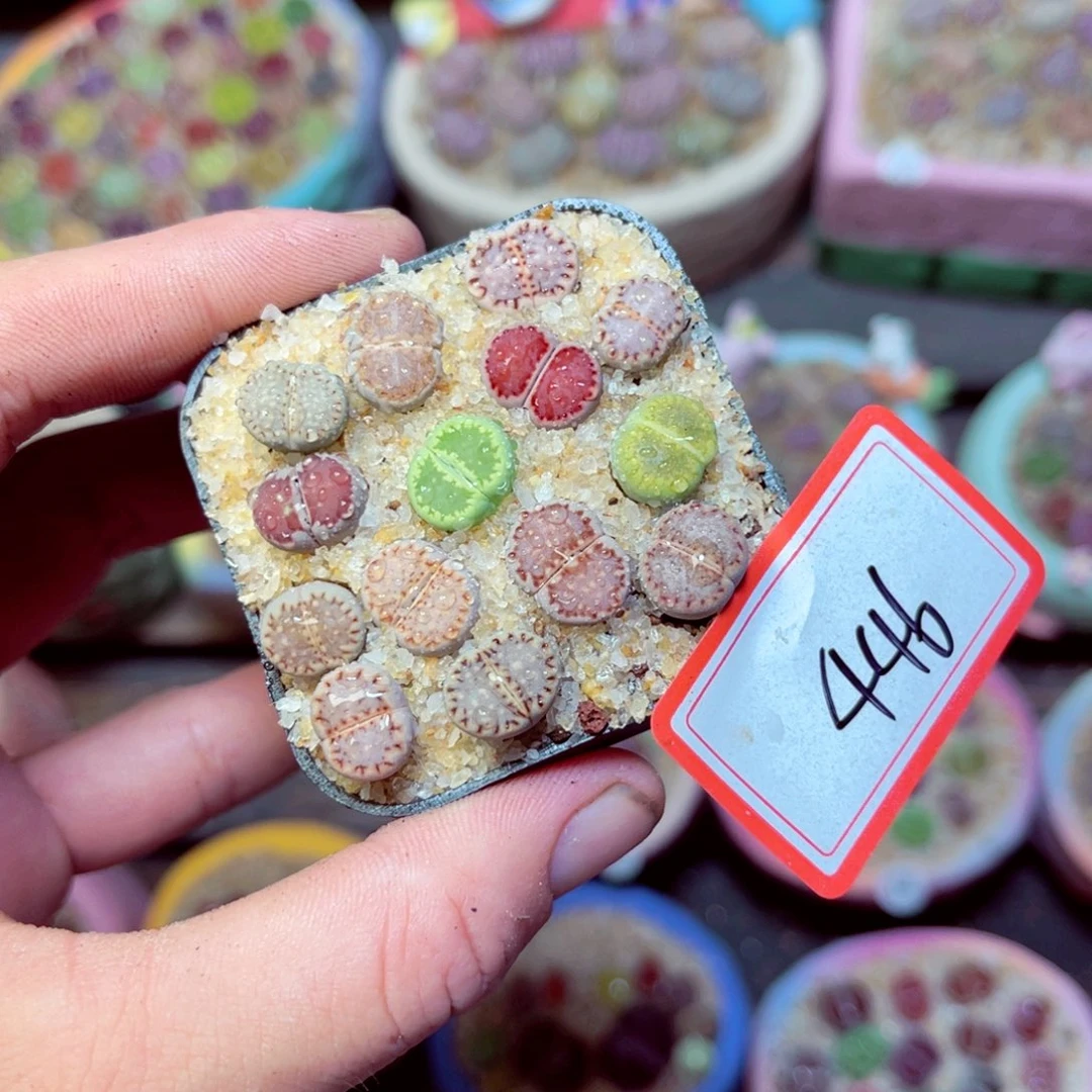 446生石花带盆发1