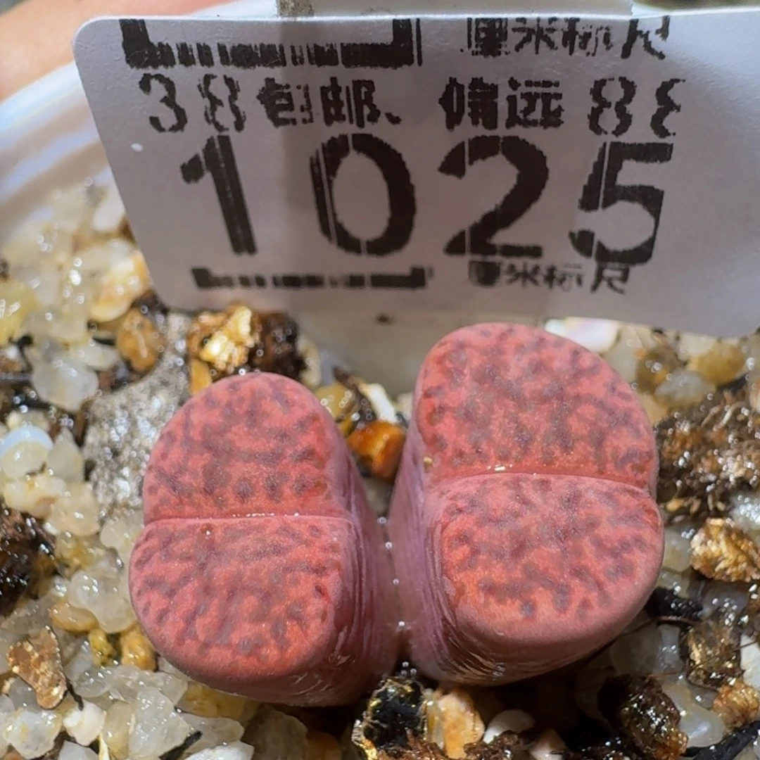 Ssss精品生石花1025