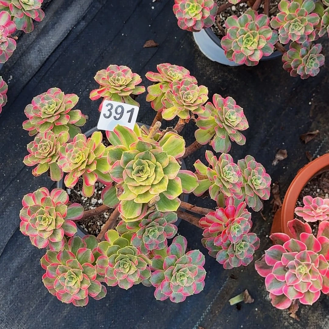 391安娜法师植物多肉