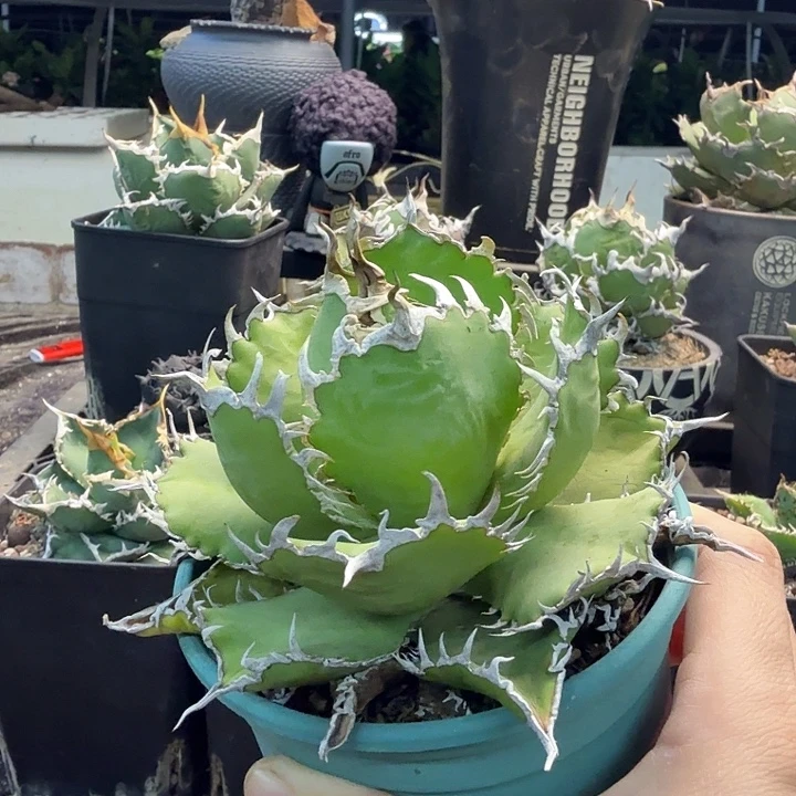 蕾丝8888888888858888