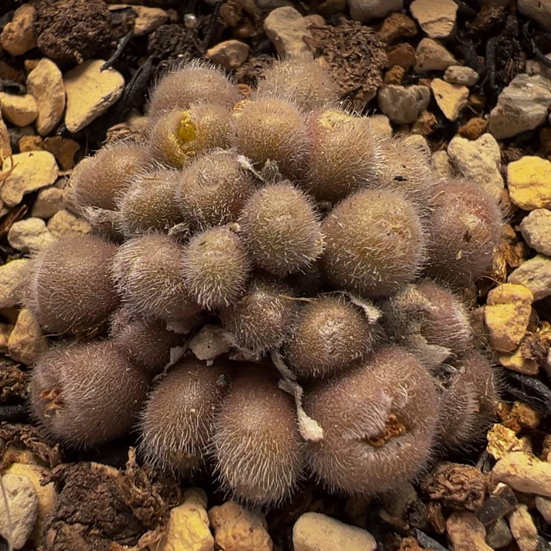 9多肉植物百科植物