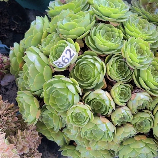 因***在多肉植物一个沙拉碗