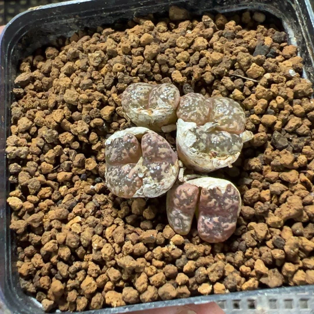 11-45肉锥多肉植物，