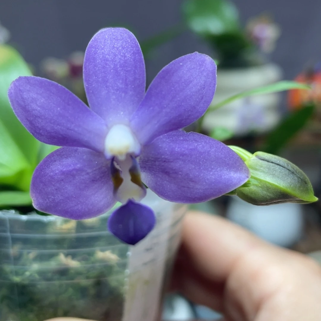 大部分开放少量花苞