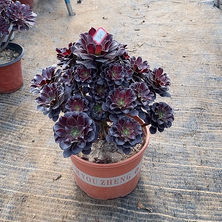 30，花纳锦1456899900000