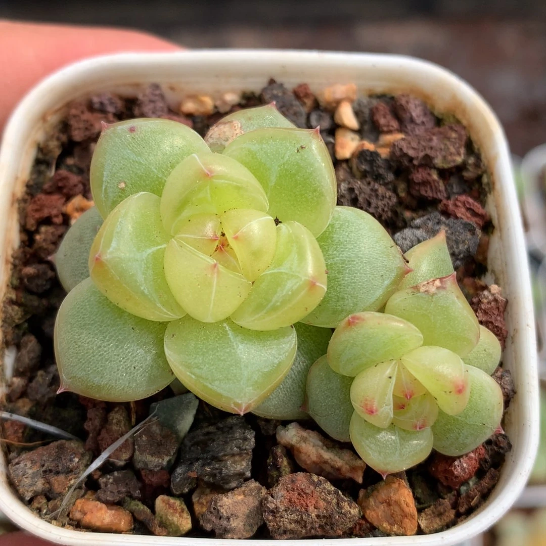 0629-188 珍妮优选