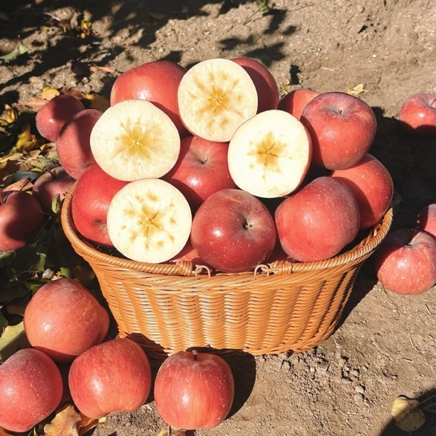 富硒糖心富士苹果大连北纬38度 （荷兰进口根系）超甜现摘现发0农残