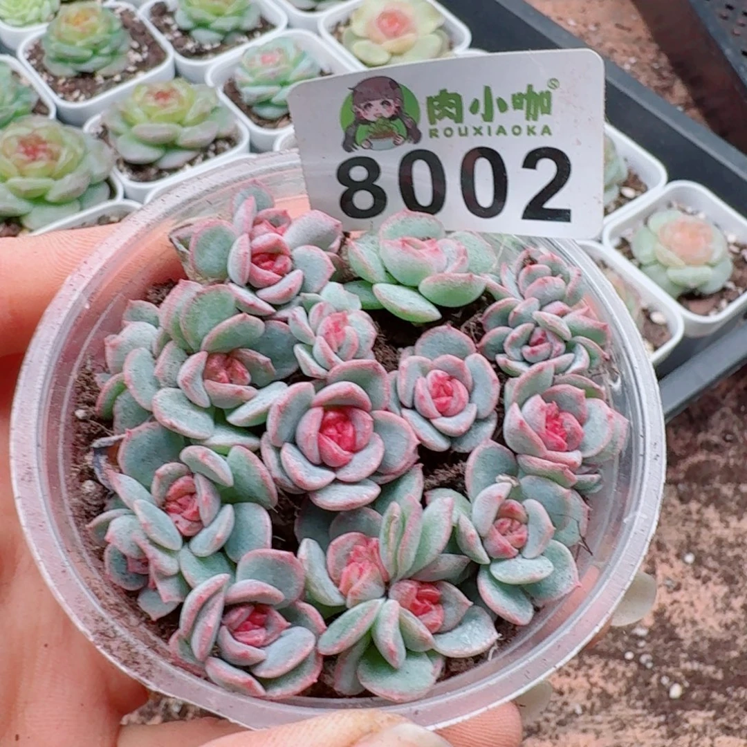 多肉植物多肉植物