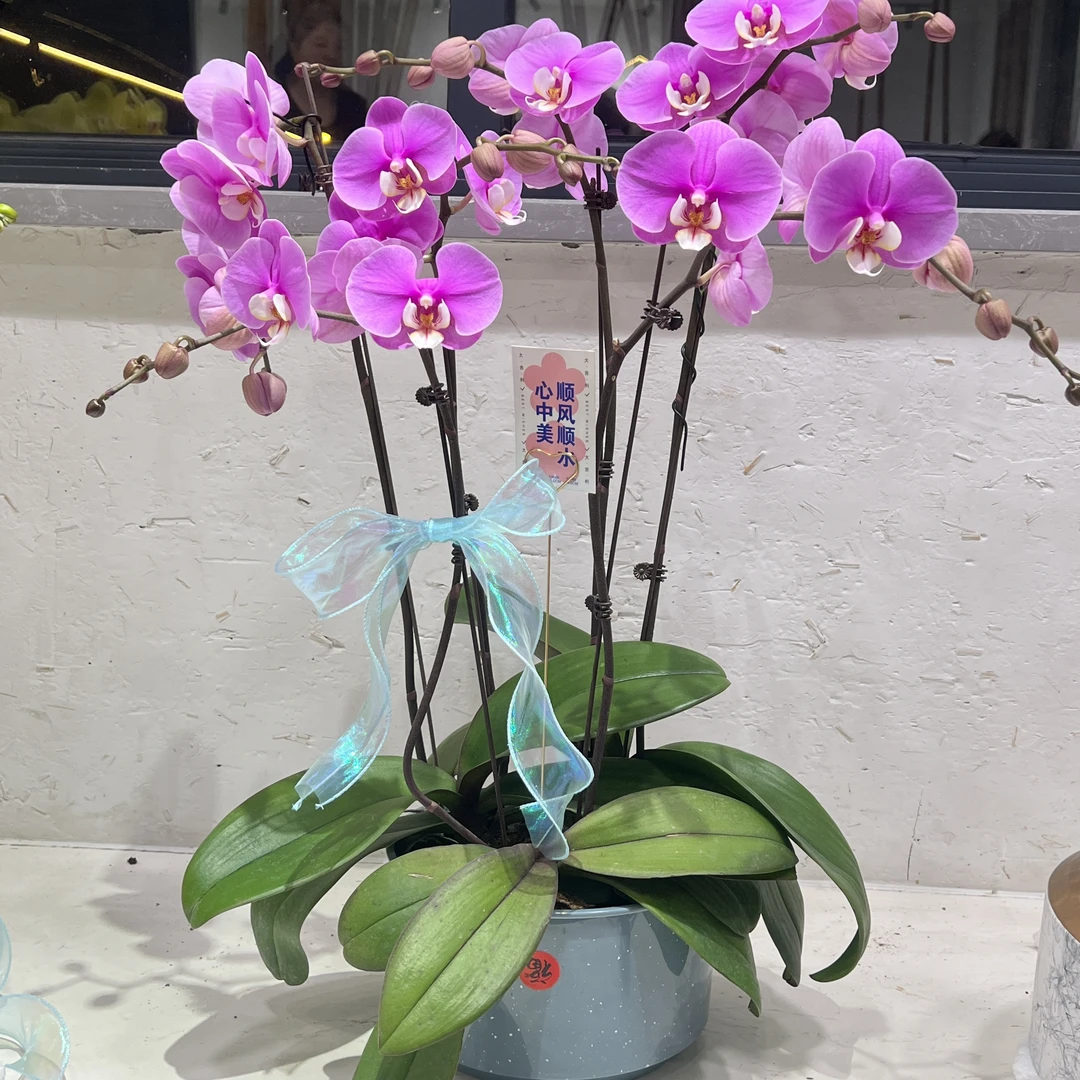 【安娜】蝴蝶兰3.5特大杯带花带花苞室内盆栽花卉绿植兰花四季开花