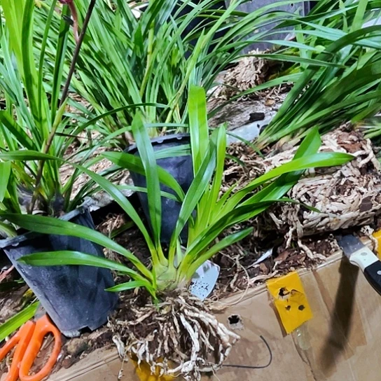 无花朵虎头咯虎头咯