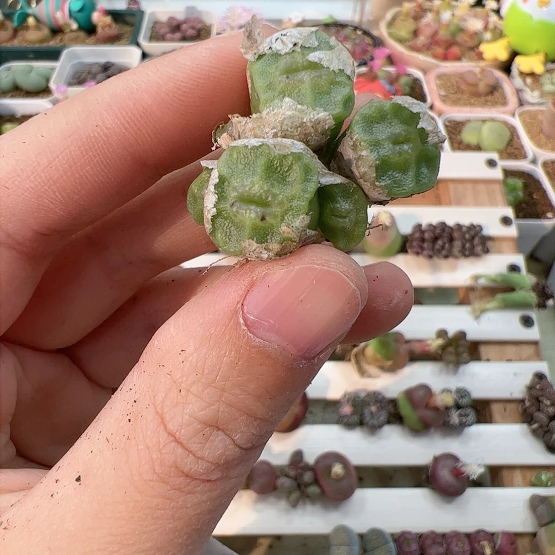 【闪购商品】346 烧麦