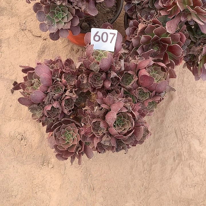 无花朵607荷兰量拍中随机发