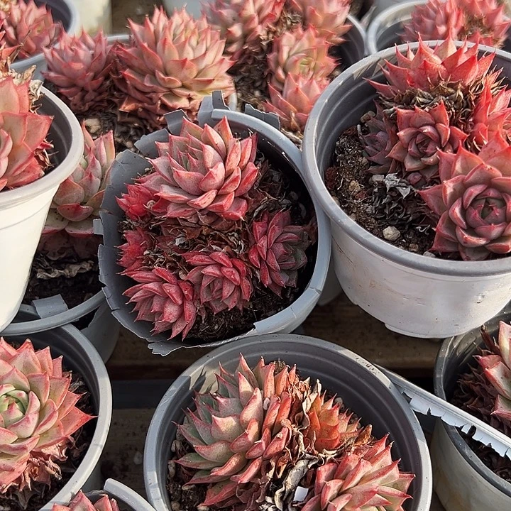 多头    林 杰安娜