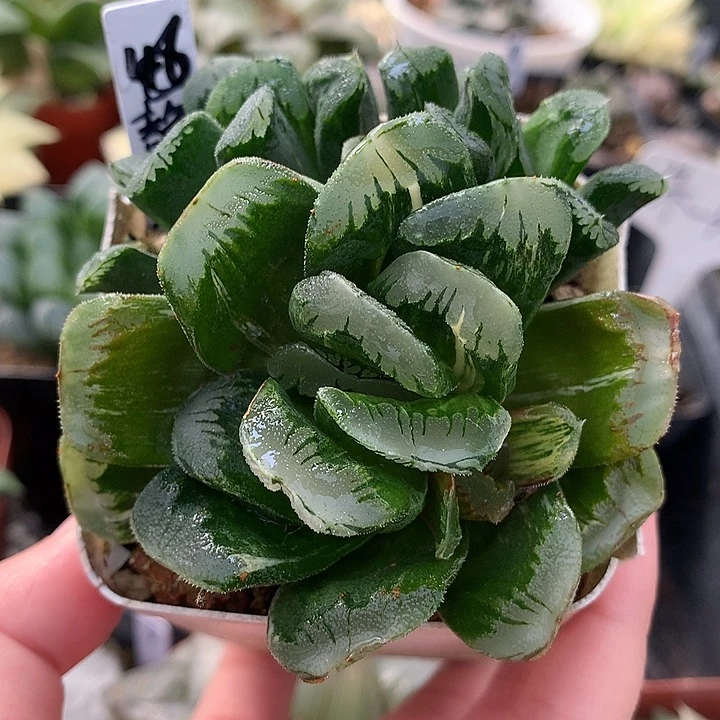 静鼓锦一物一拍带盆