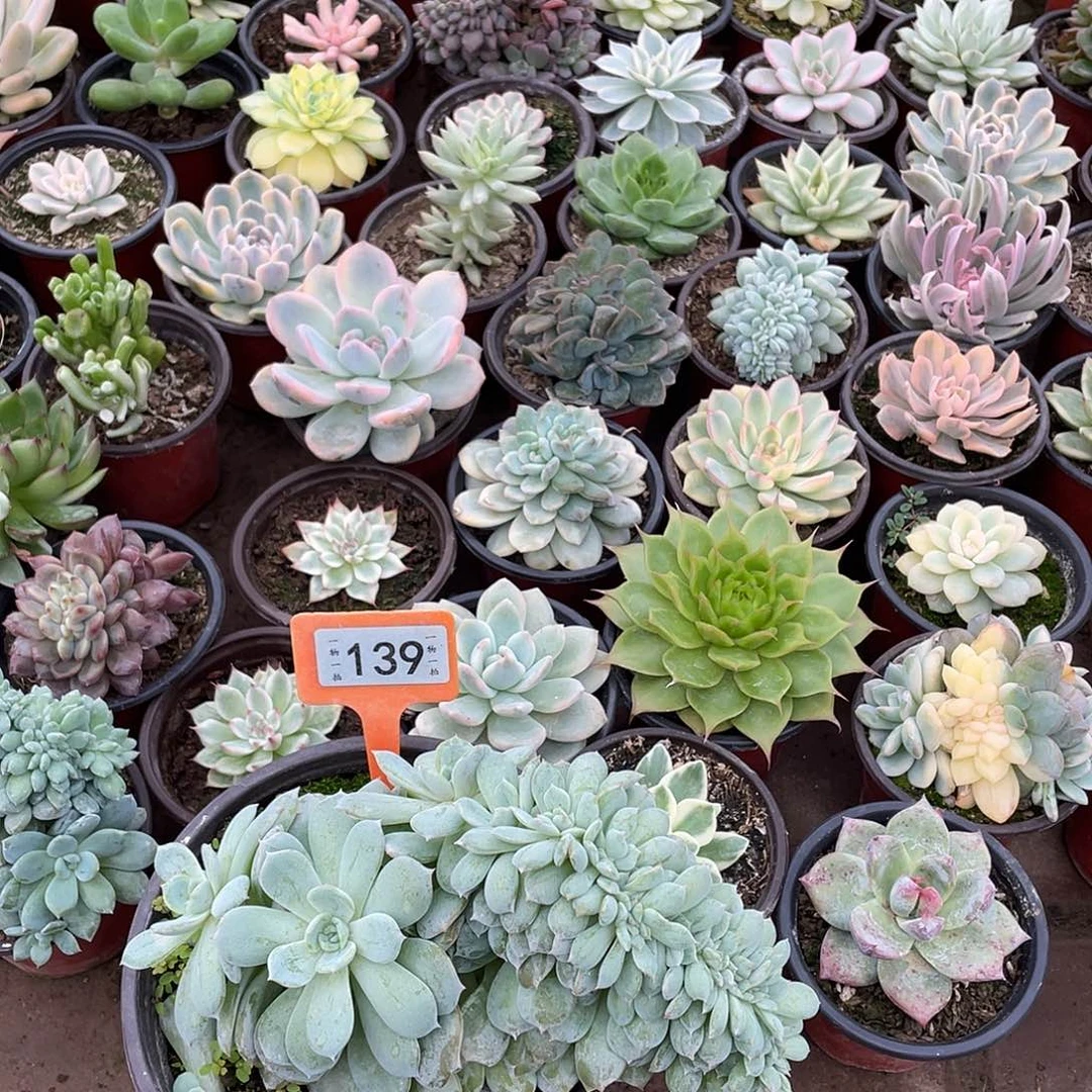 飞***文139号多肉植物盆栽