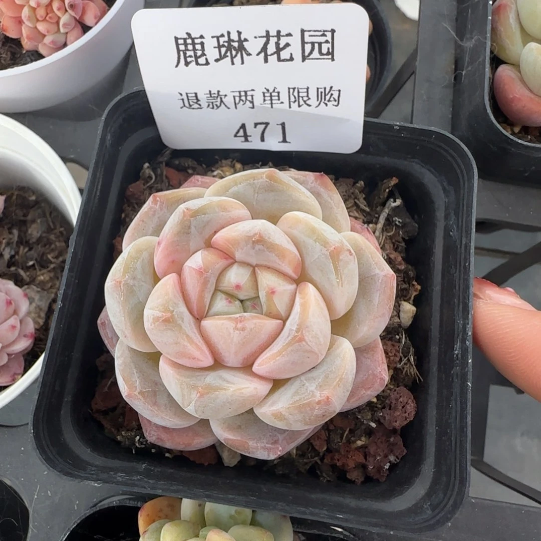 闪购精品多肉471号