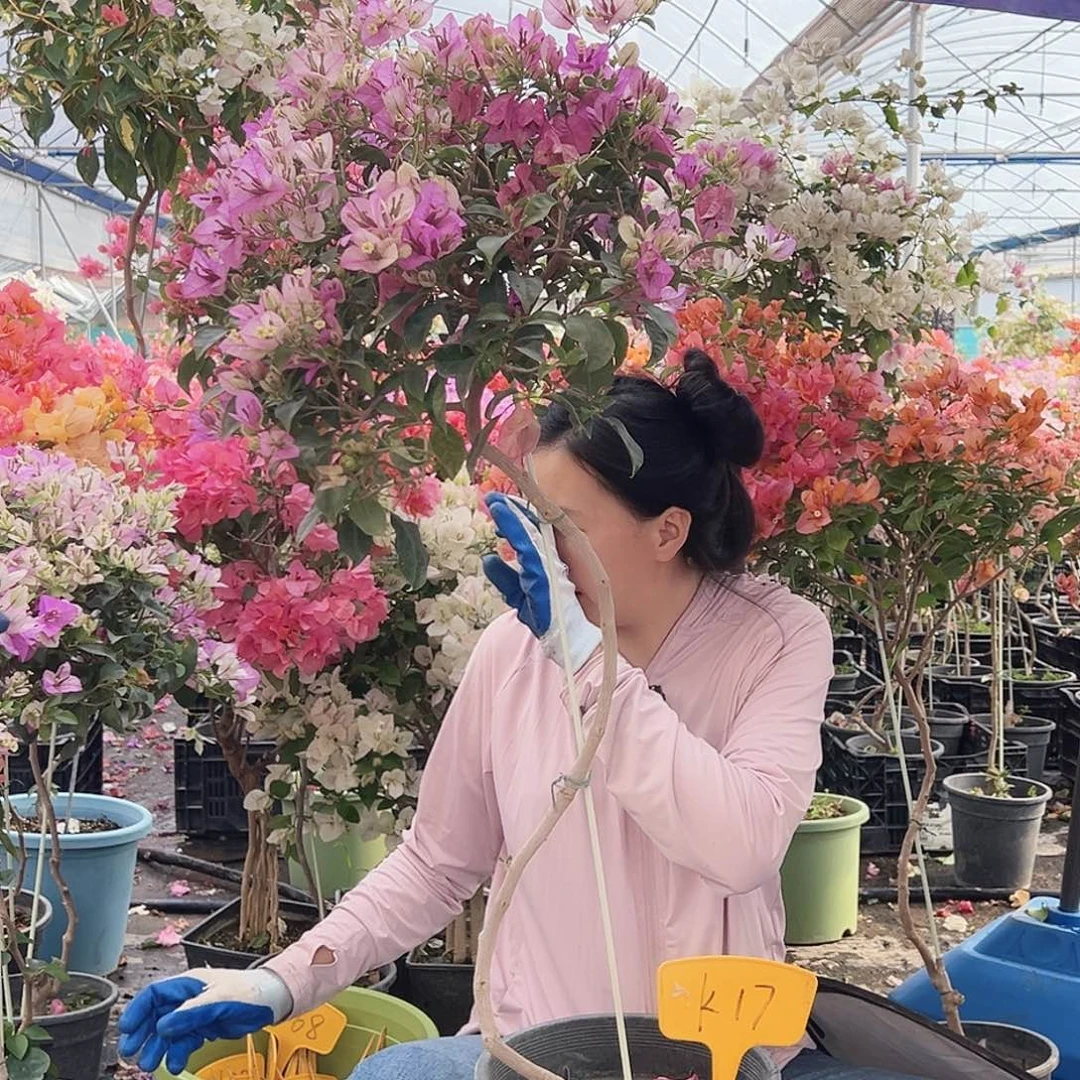 和****大部分花苞少量开放K17雪紫