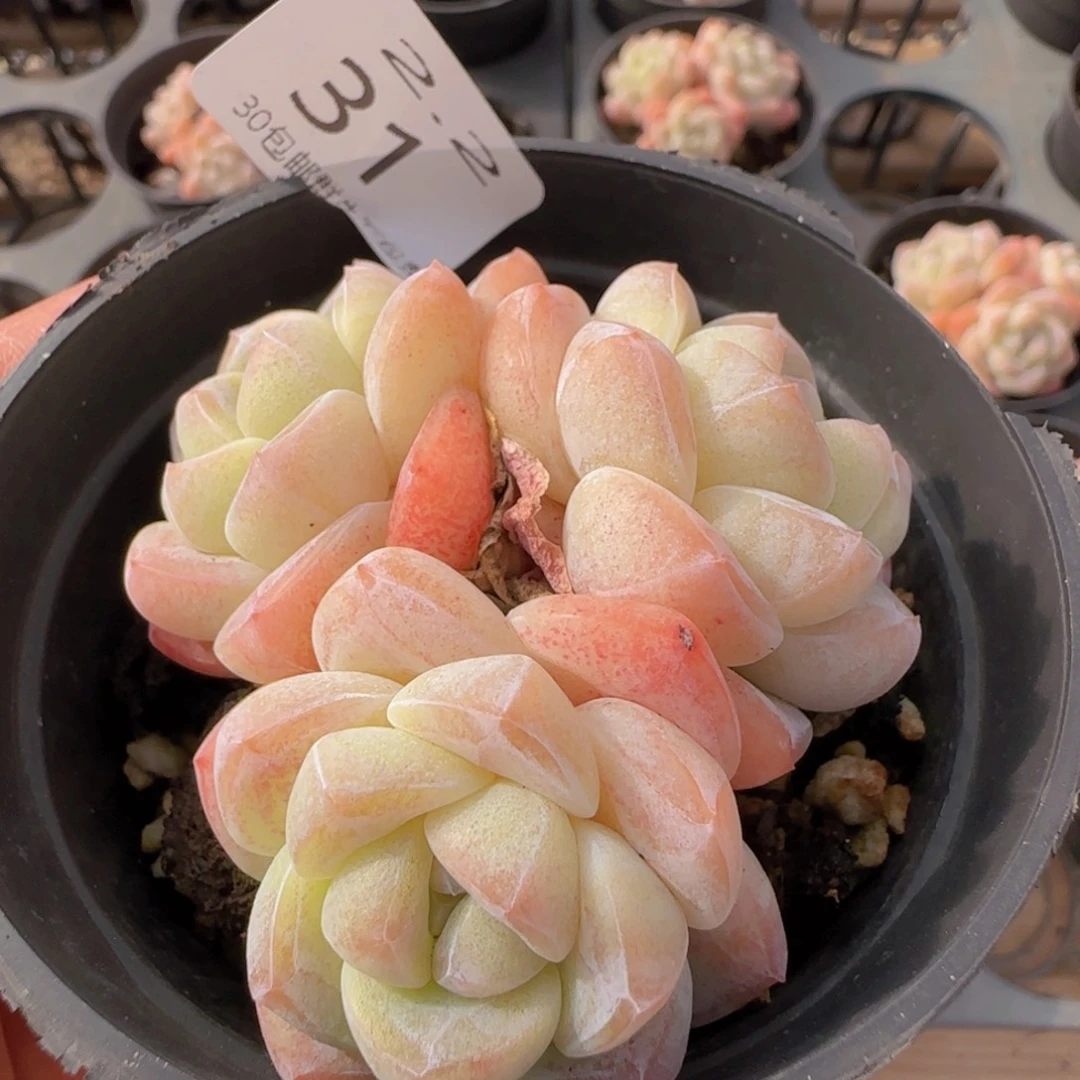 冰玉三头趴地老桩一颗