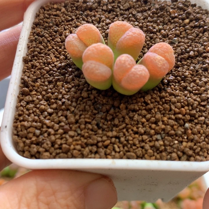 金*金鱼专拍 肉锥植物
