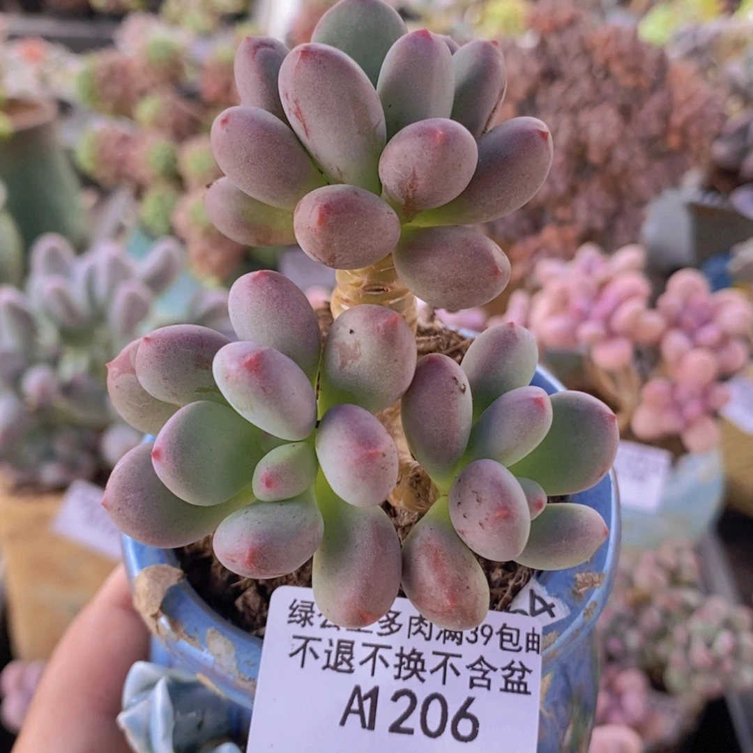 仙子奶酪5cm206多肉植物