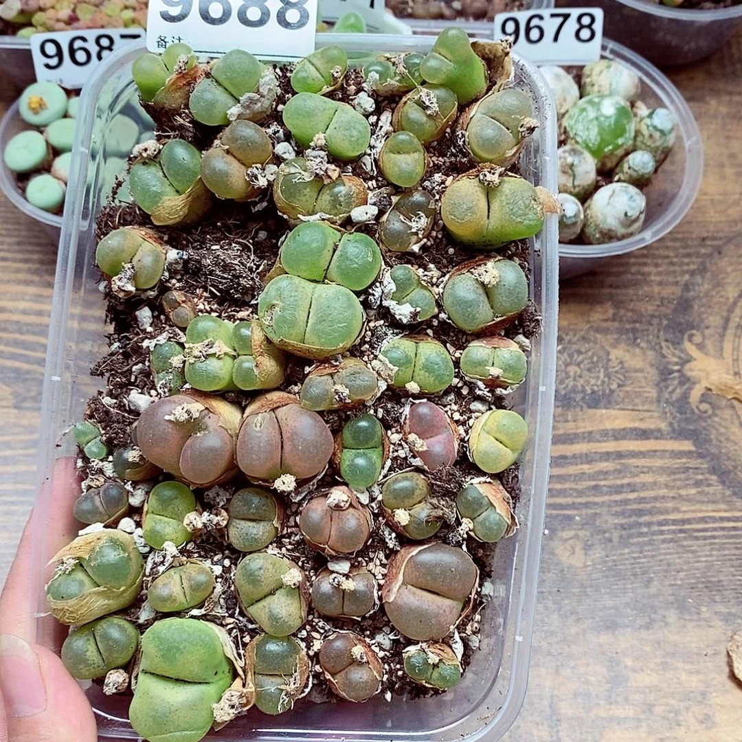 9688大毛咯啦咯哒