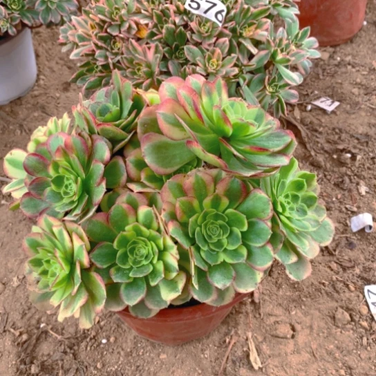 无花朵576组合多肉植物2棵