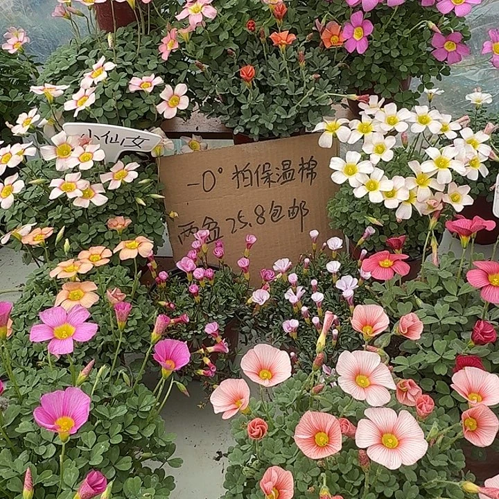 当前无花栽培后可以开花两盆可选品种备注