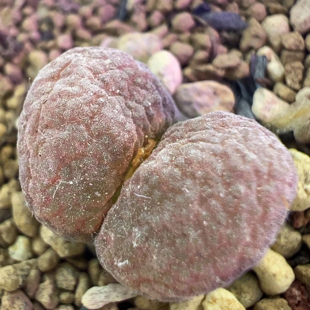 pnsp风铃 肉锥植物