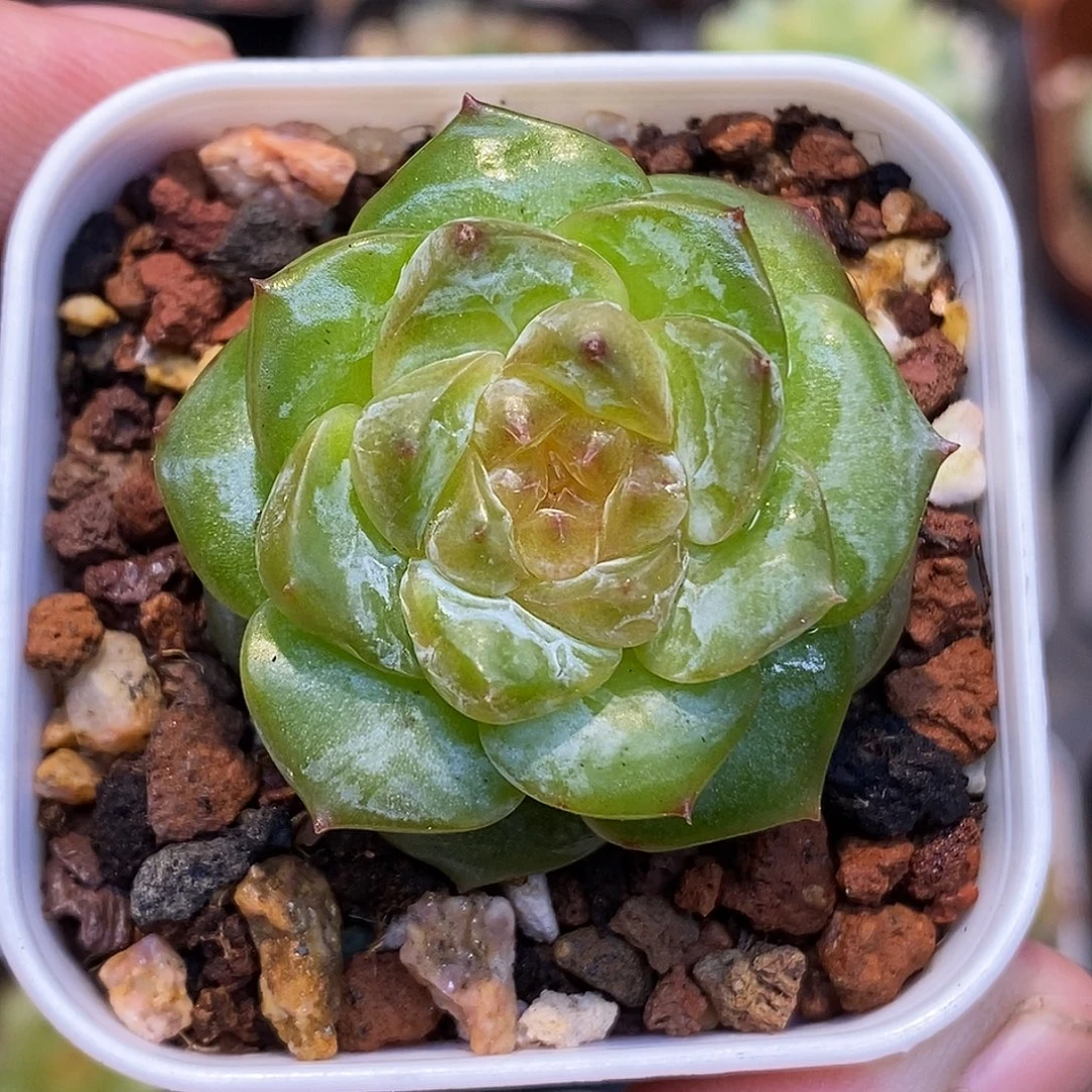 糖心珍妮30包邮非偏远