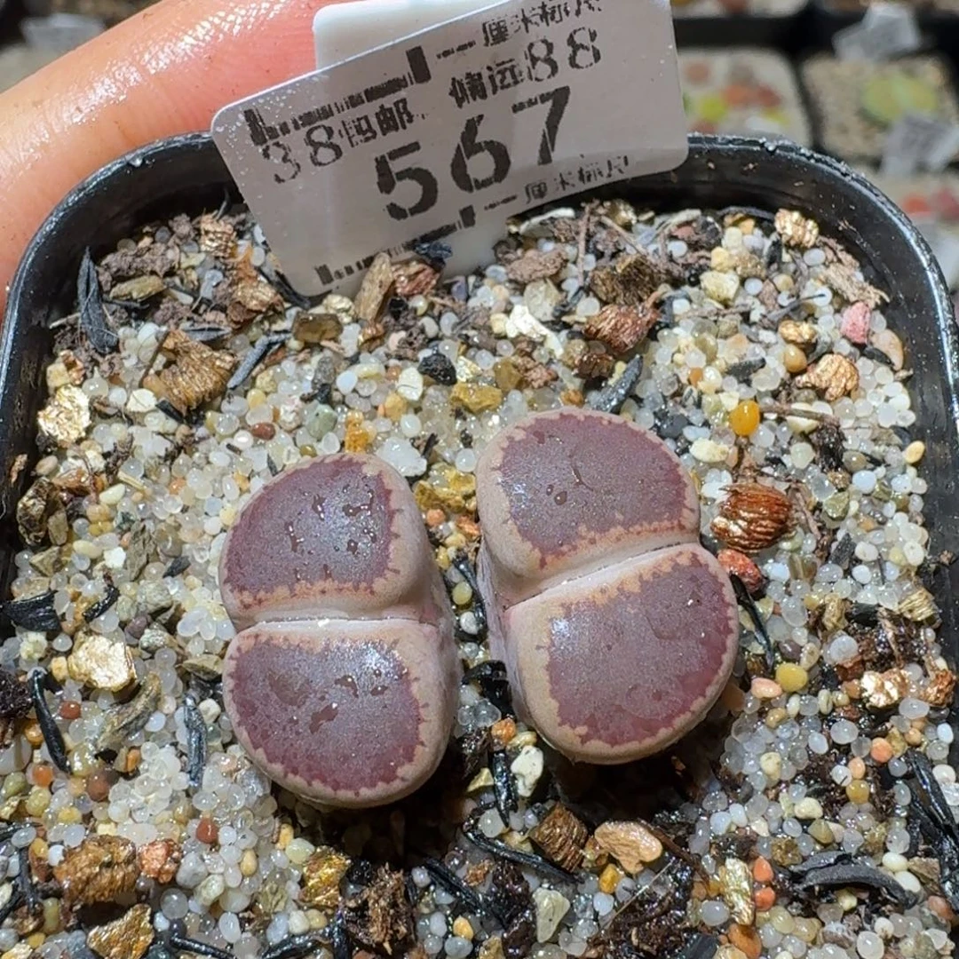 Ssss好货也清了567ko