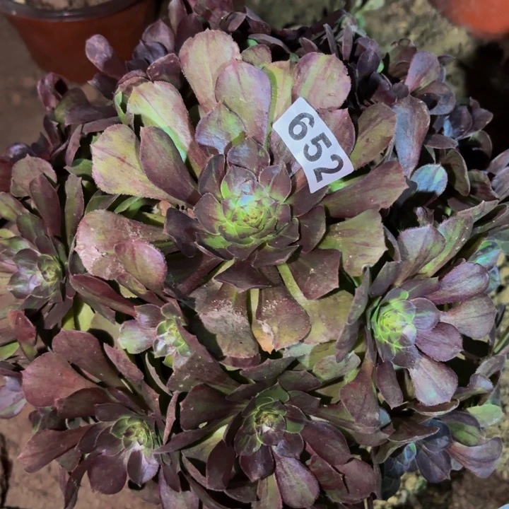 652墨染花月夜多肉植物