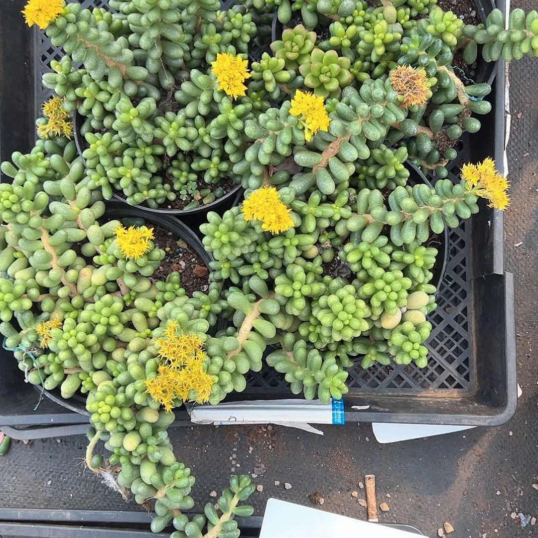 值*多肉植物一物一拍