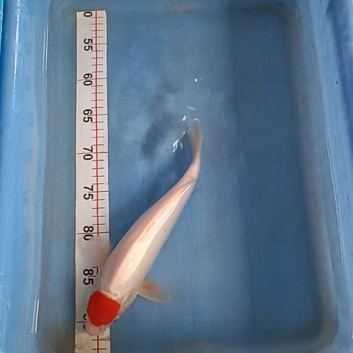 海水鱼顺丰包邮开箱包活3