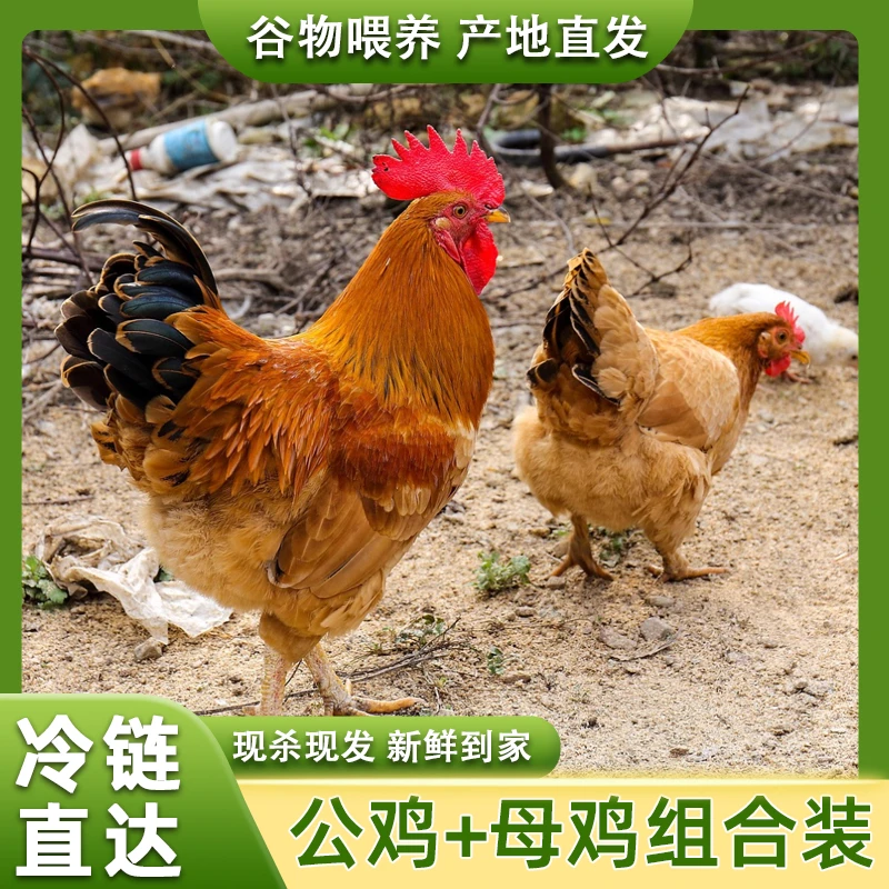 【小戴家】组合装 4只2年母鸡+赠1只公鸡 5只净重10-11斤