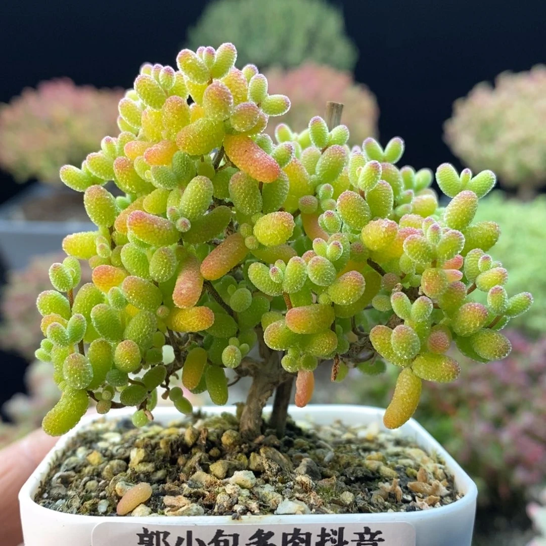 991金橘糖球。