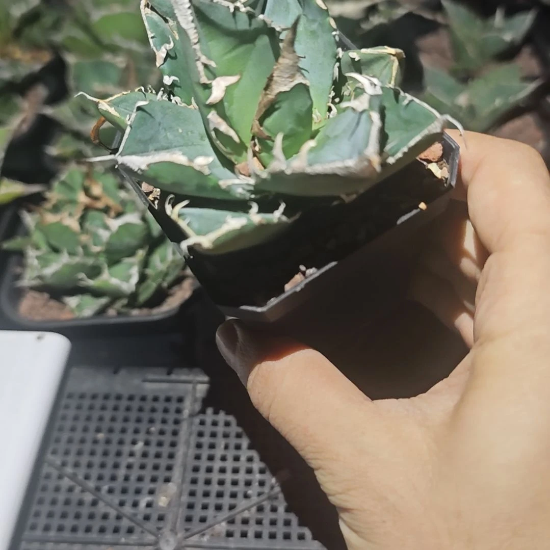 立可白仁王冠龙舌兰