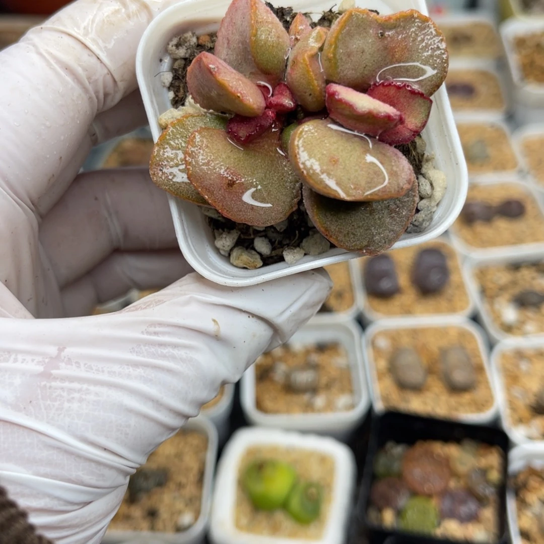 多肉植物一物一拍59