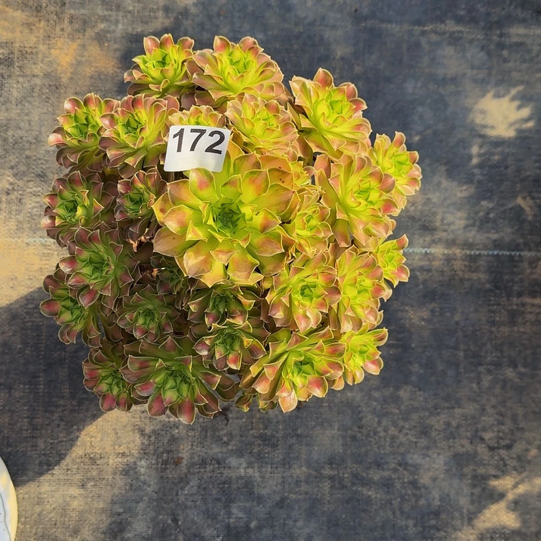 172韶华冠服30公分