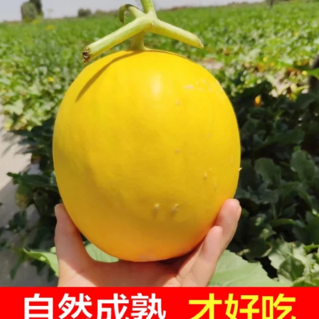 甘肃民勤沙漠蜜瓜红金宝香甜多汁