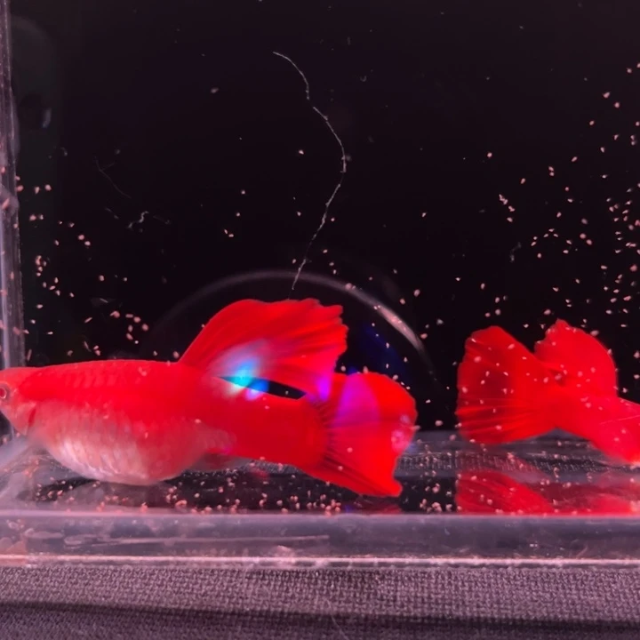 海水鱼精品血红大背1对