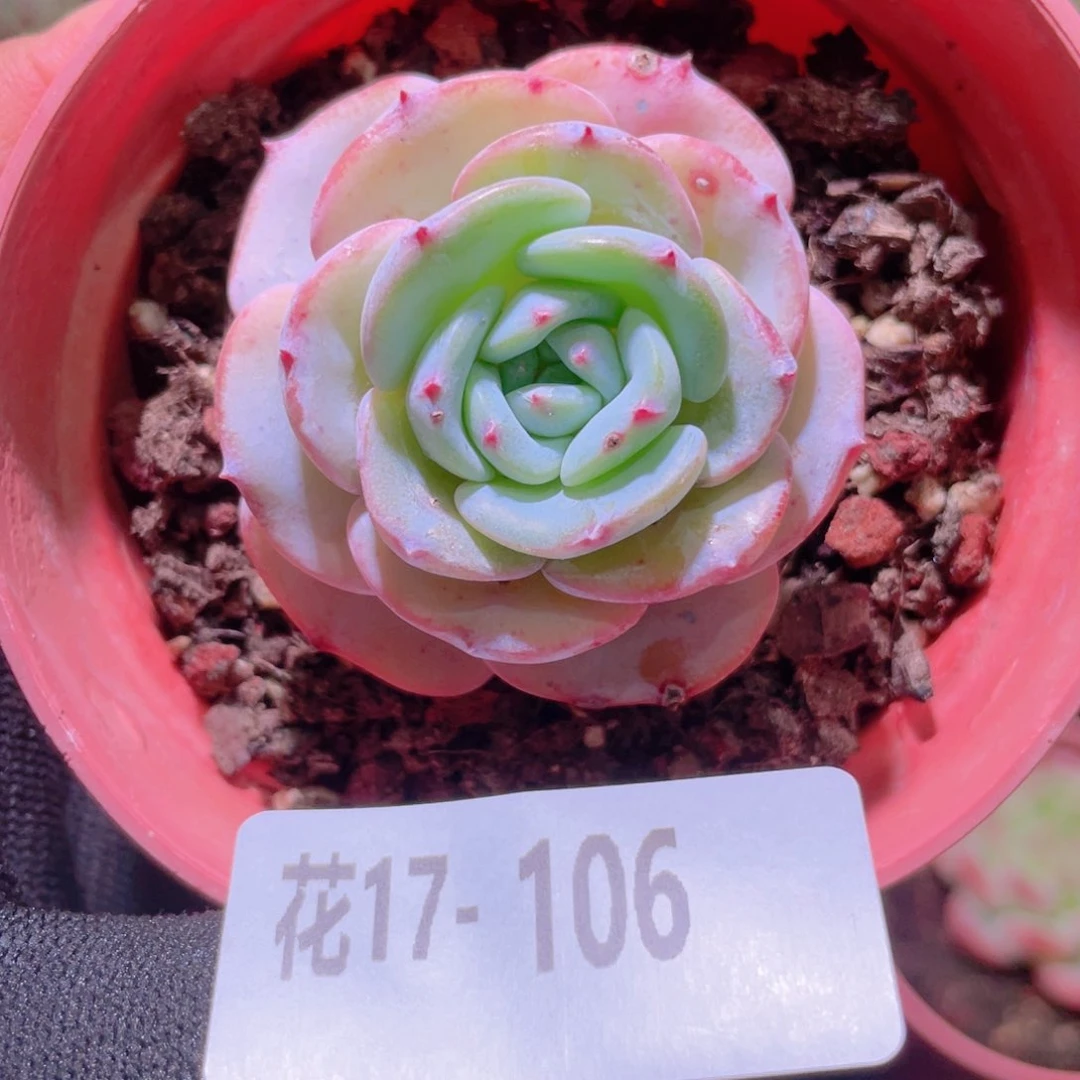 花利美17-106勃朗峰