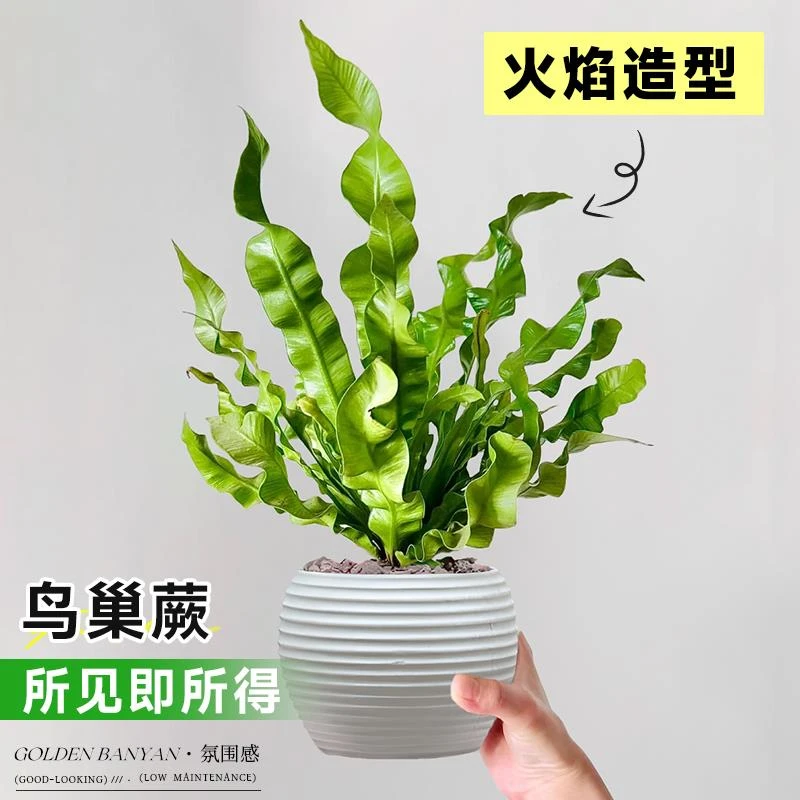 火焰鸟巢蕨盆栽厥类植物盆景霸王蕨彩虹蕨小绿植室内桌面耐阴好养