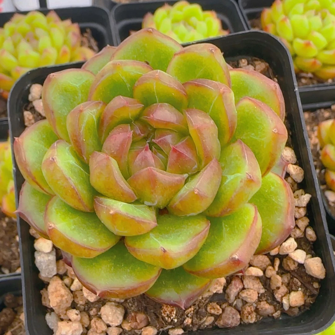 【闪购商品】糖果珍妮